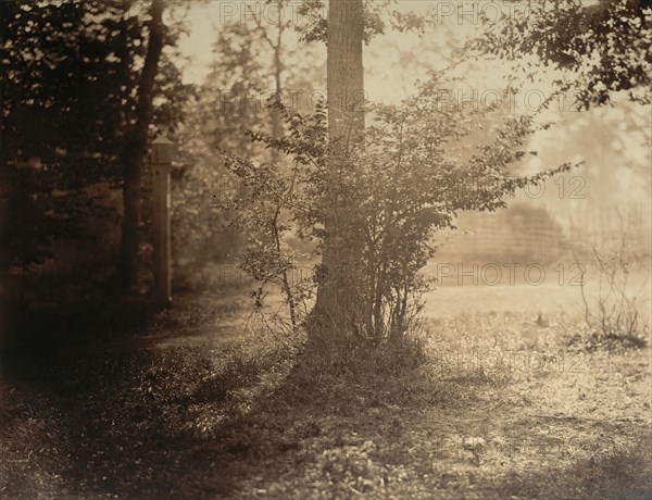 Tree Study, Forest of Fontainebleau, ca. 1856.