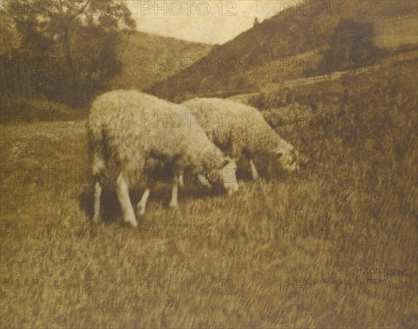 Sheep, 1901.