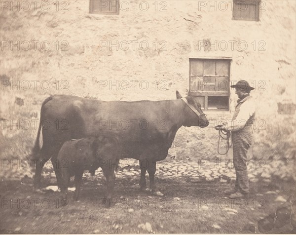 Prize Cow and Calf, ca. 1859.