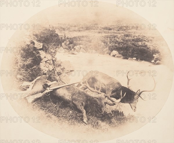 Two Stags, One Shot by Mr. Ross and the Other by Mrs. Ross, ca. 1858.