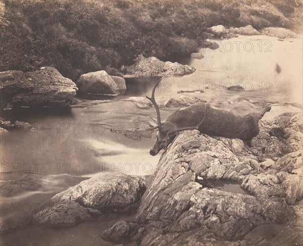 Dead Stag, ca. 1857.