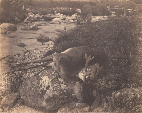 Dead Stag, ca. 1856.