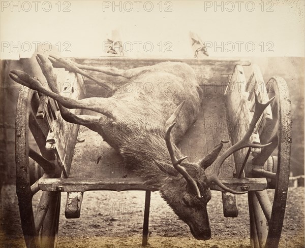 Stag in Cart, ca. 1858.