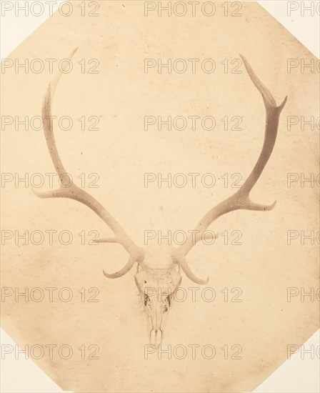 Stag Trophy Head, Killed by Ned Ross, ca. 1858.