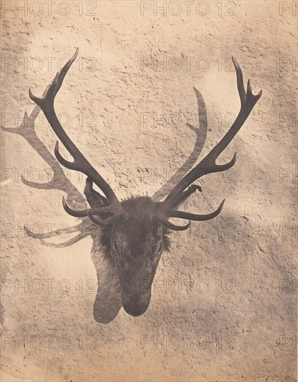 Colin's Royal Stag, ca. 1856.