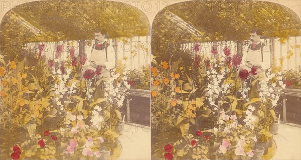 Pair of Stereograph Views of the Royal Botanic Gardens, Kew Gardens, London, England, 1850s-1910s.