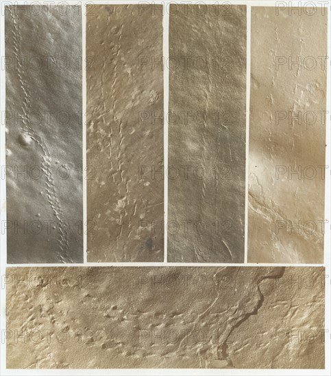 Ichnographs from the Sandstone of Connecticut River, published 1861.