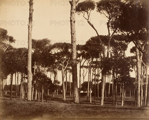 Stone Pines, Villa Pamfili Doria, Rome, 1856.
