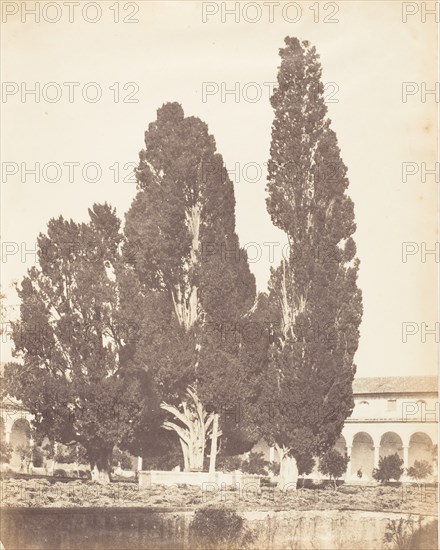 Old Cypress Trees in Carthusian Convent, Rome, 1853-56.