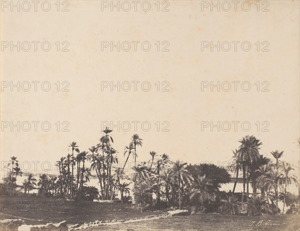 Etude de Palmiers, Bords du Nil, Kalabschi, 1853-54.