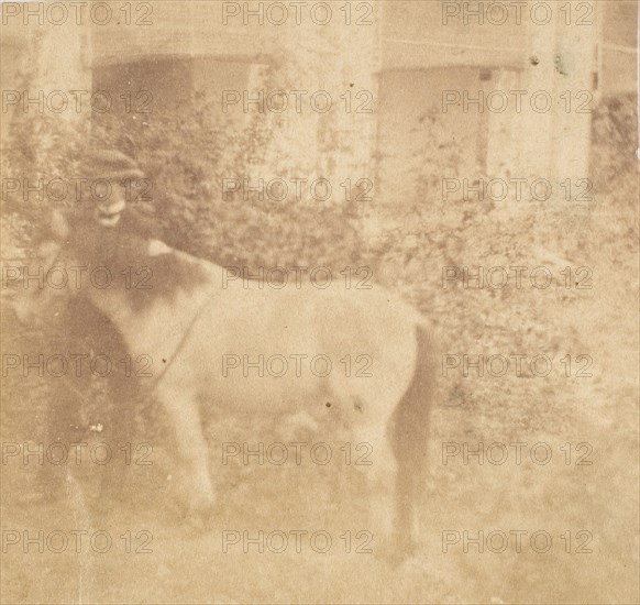 [Man and Horse, Government House, Allahabad], 1858.