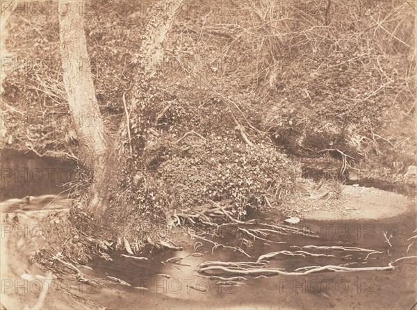 [Tree and Brush in Creek Scene], 1853-56.