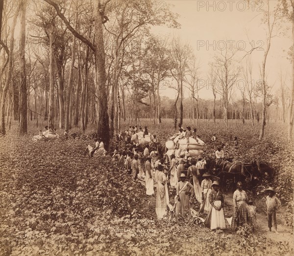 12 O'clock in the Deadening, ca. 1891. (Jas Richardson's Walnut Grove Plantation, Mississippi Valley Route).