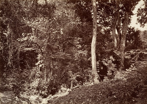 Tropical Scenery, View Near Chipigana, 1871.