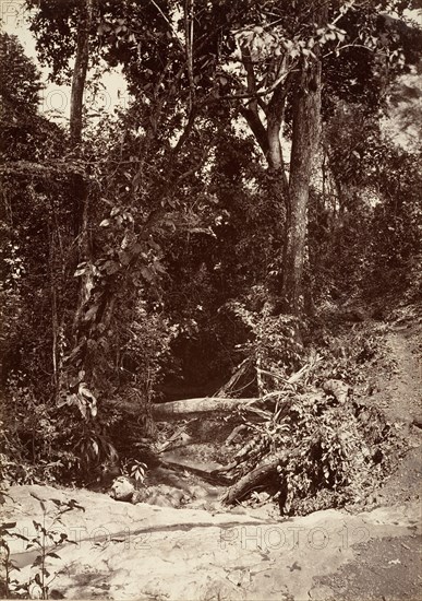 Tropical Scenery, The Brook El Bano, Chipigana, 1871.