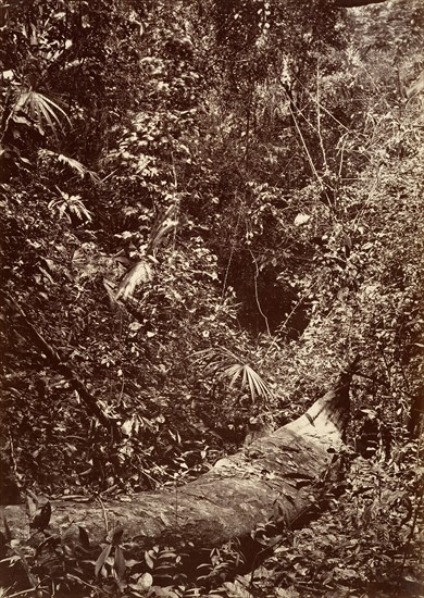 Tropical Scenery, Tropical Forest, 1871.