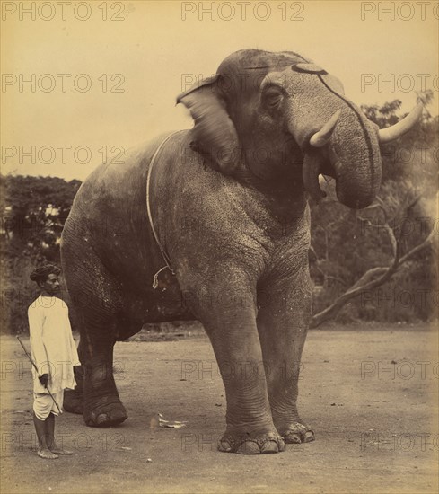 The Great Elephant, 1885-1900.