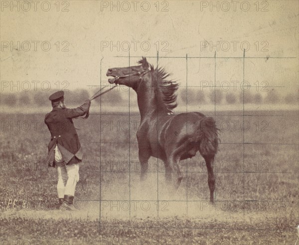 Horse, 1884.