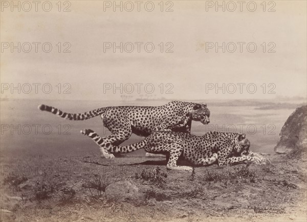 [Two Cheetahs], 1888.