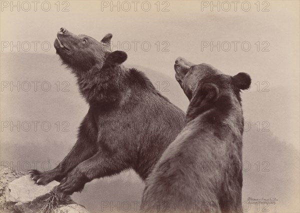 [Two Bears], 1889.
