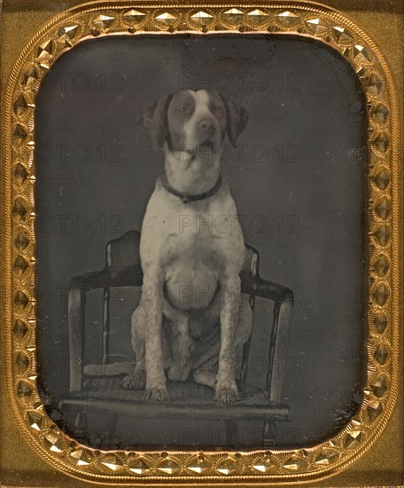 Dog Posing for Portrait in Photographer's Studio Chair, ca. 1855.