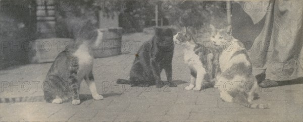 Four Cats, ca. 1895.