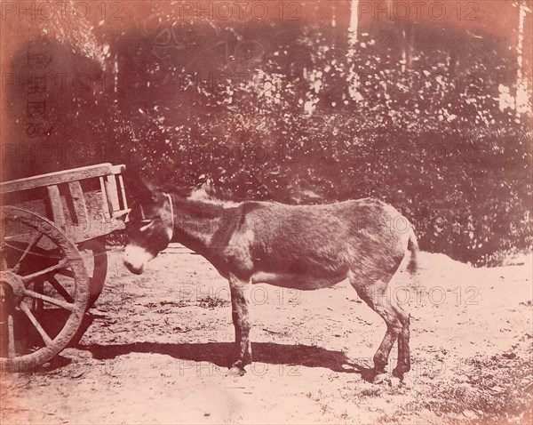 Ane attaché à une charette, 1850-53.
