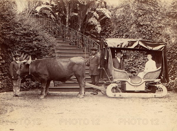 Hack Madeira, 1880s.