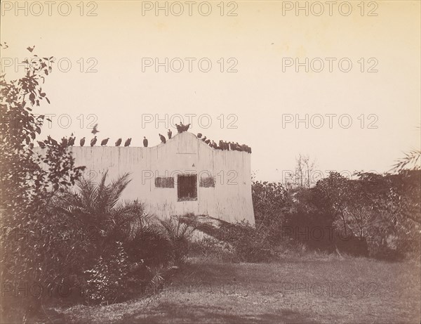 Birds on Roof of Small Building, 1860s-70s.