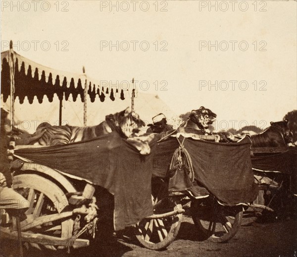 Tigers Presented to the Countess Canning at Agra, 1858-61.