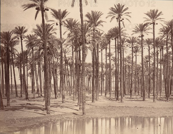 Temple de Cathers a Saqqarah, 1880s.