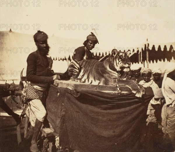 Tigers Presented to the Countess Canning at Agra, 1858-61.