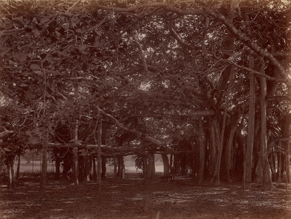 Interior View of Banyan Tree, Calcutta, 1860s-70s.