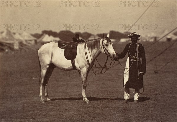 Lady Cannings Grey Arab, 1858-61.