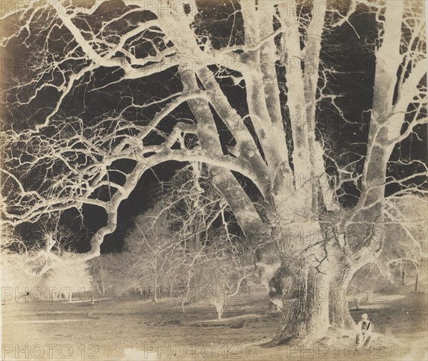 [Spreading Oak with Seated Figure], 1850s.
