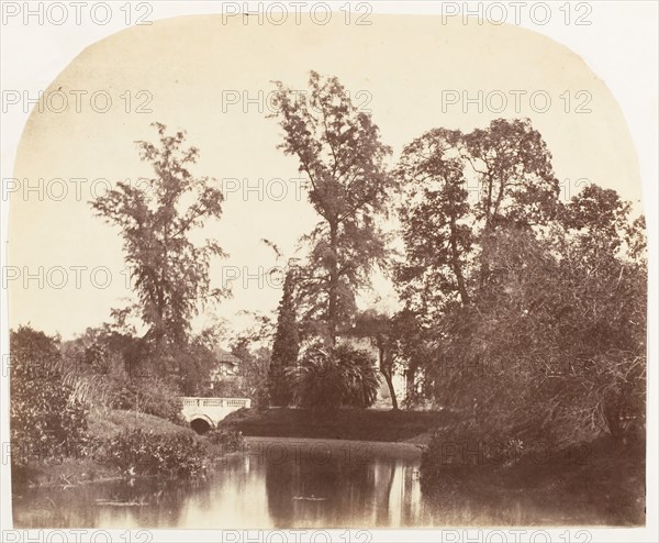 Casuarina Trees, Botanic Gardens, Calcutta, 1858-61.