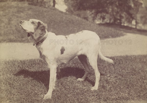 Dog, 1880s-90s.