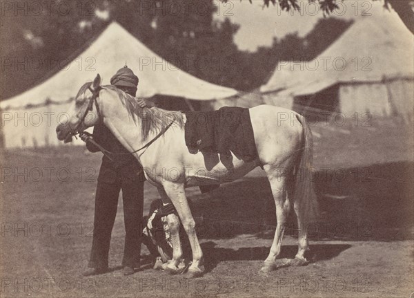 [My Arab "Antelope"], 1858-61.