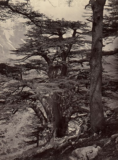 Cedars of Lebanon, 1870s.