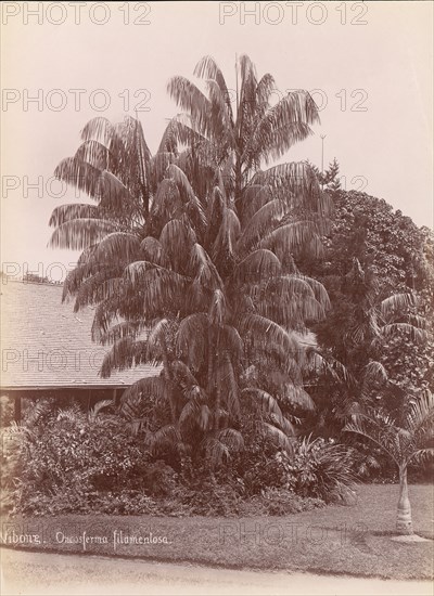 Botanical Garden, 1860s-70s.