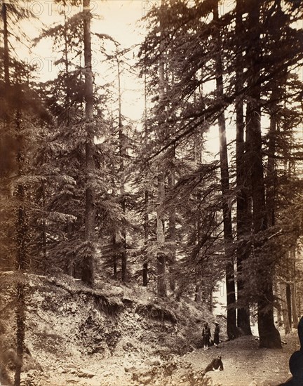 Deodars at Annandale, Simla, 1858-61.