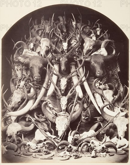 Hunting Trophies, ca. 1870.