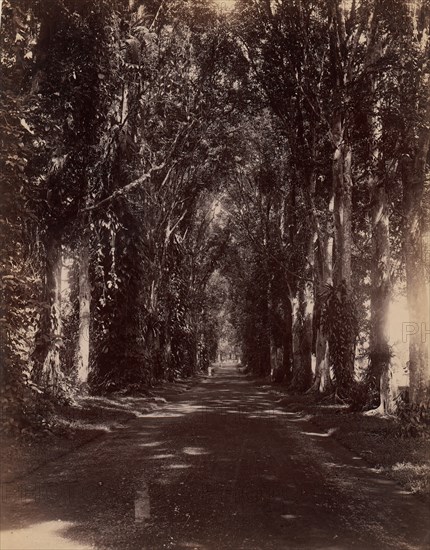 Buitenzorg Allie, Java, 1860s-70s.