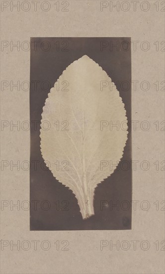 Leaf of the Foxglove, 1839.