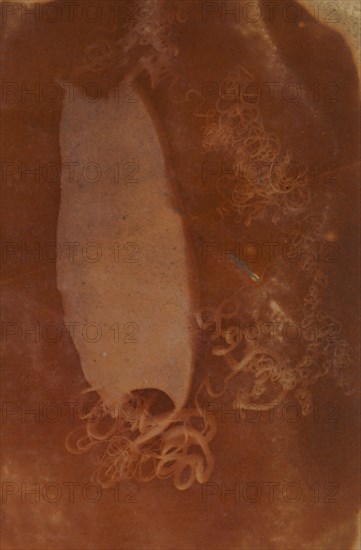Shark Egg Case, 1840-45.