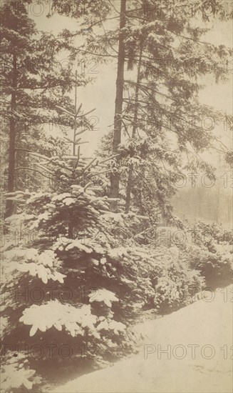 Pines in Snow, 1880s-90s.