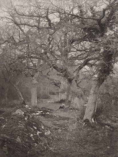 Forêt de Fontainebleau, 1870s.