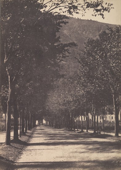 Allée of Trees, Pau, 1854.