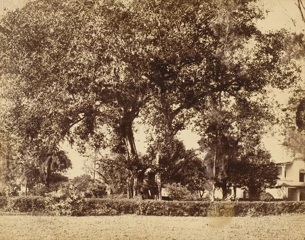 View From Our Garden, Dum Dum, 1850s.