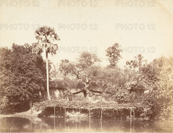 View of the Jungle, Bengal, 1850s.